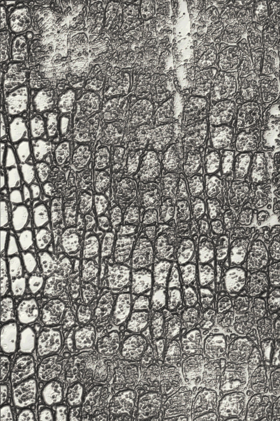 sizzix-3-d-texture-fades-pr-gefolder-reptile-tim-holtz image 1