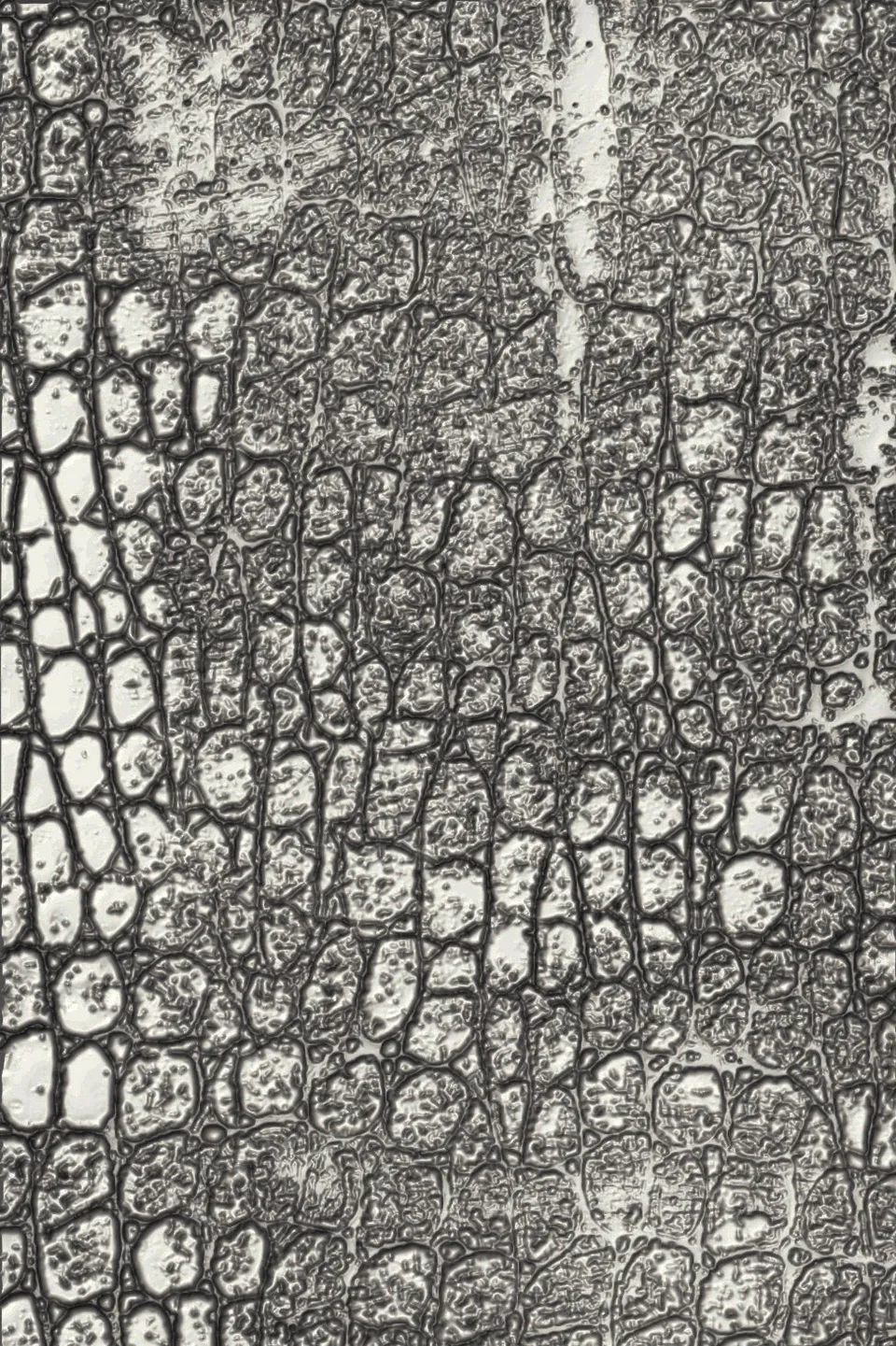 sizzix-3-d-texture-fades-pr-gefolder-reptile-tim-holtz image 1