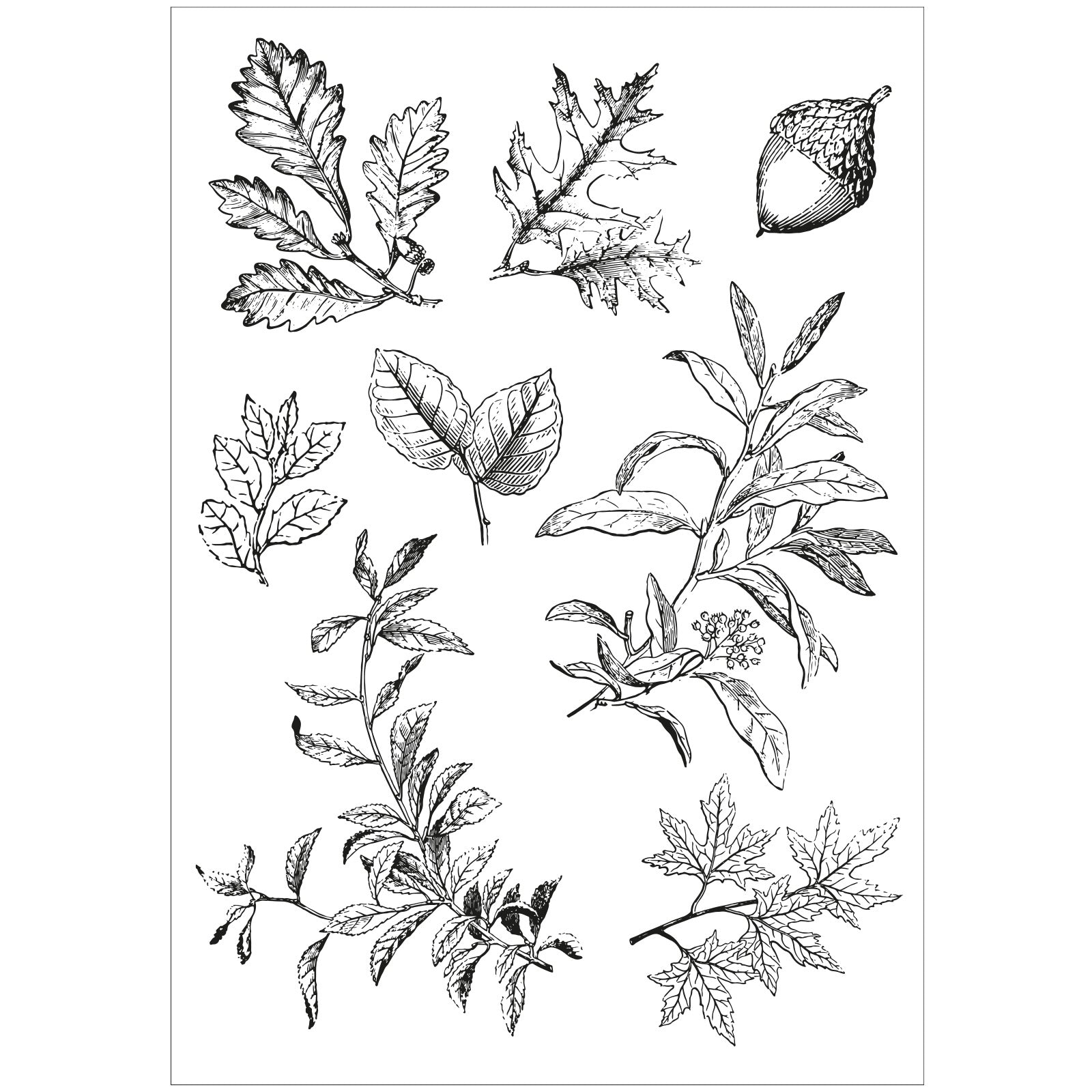 sizzix-framelits-forever-leaves-stempelset-8-teilig-bl-tter image 2