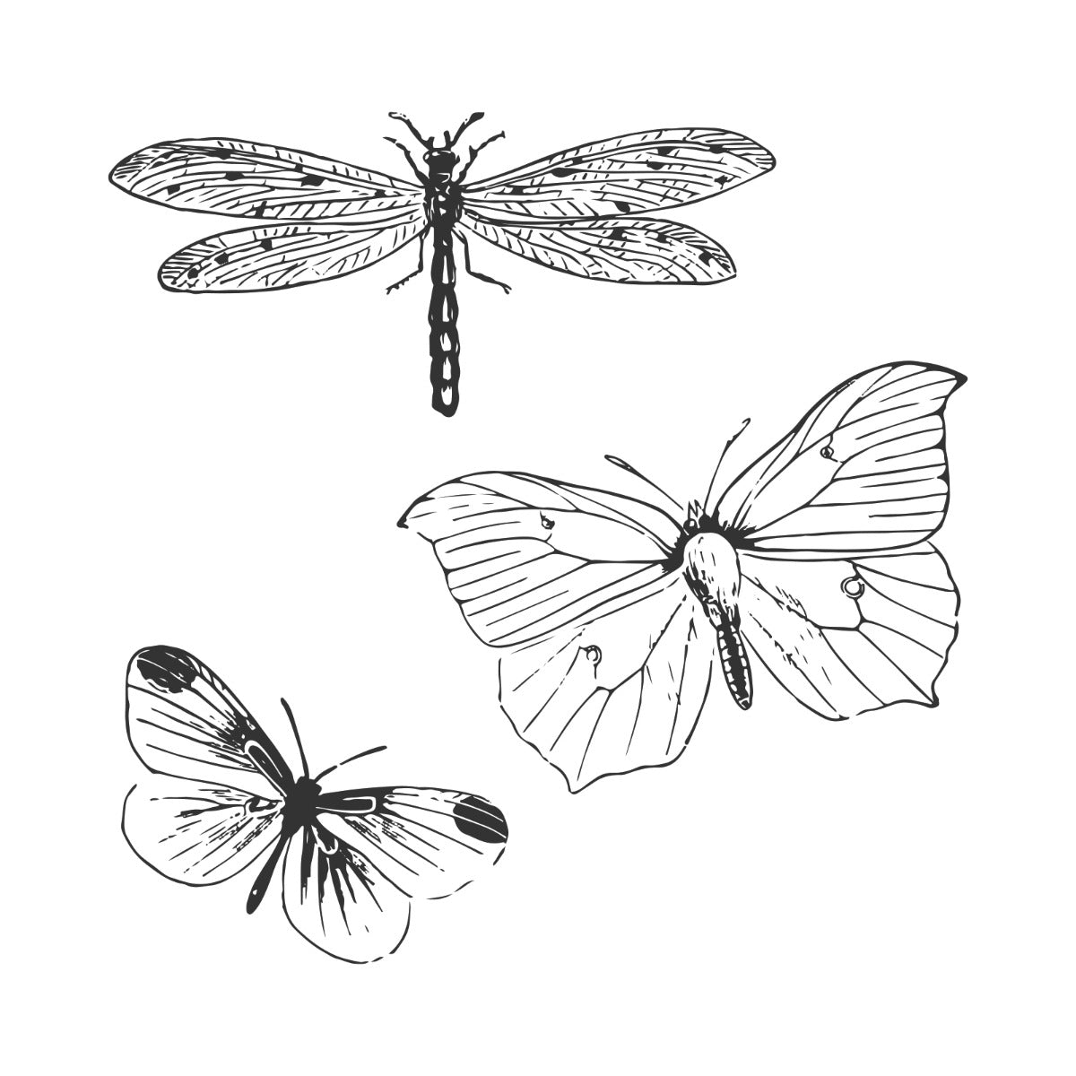 sizzix-framelits-engraved-wings-stempelset-schmetterling image 3